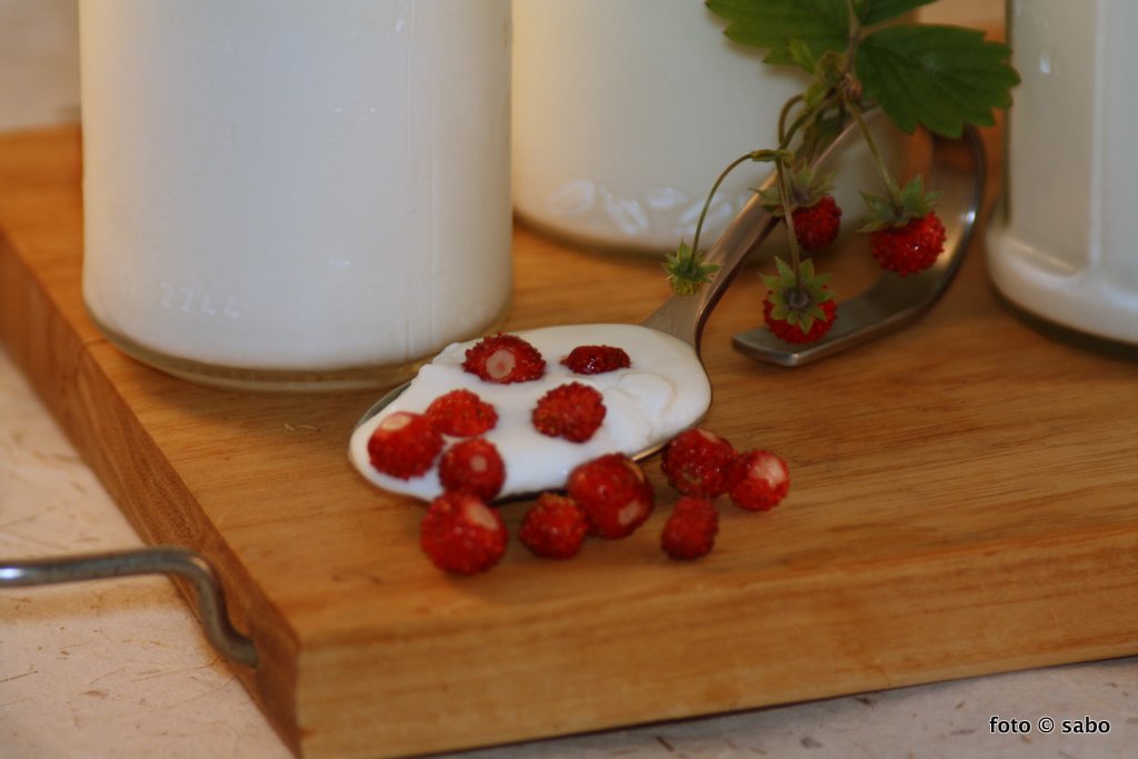 Joghurt selber machen mit dem Dörrgerät